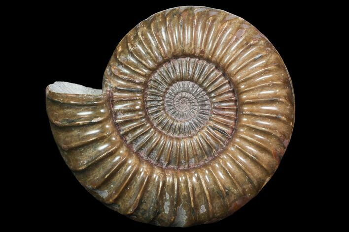 English Ammonite (Paracoroniceras) - Gorgeous Piece #92553